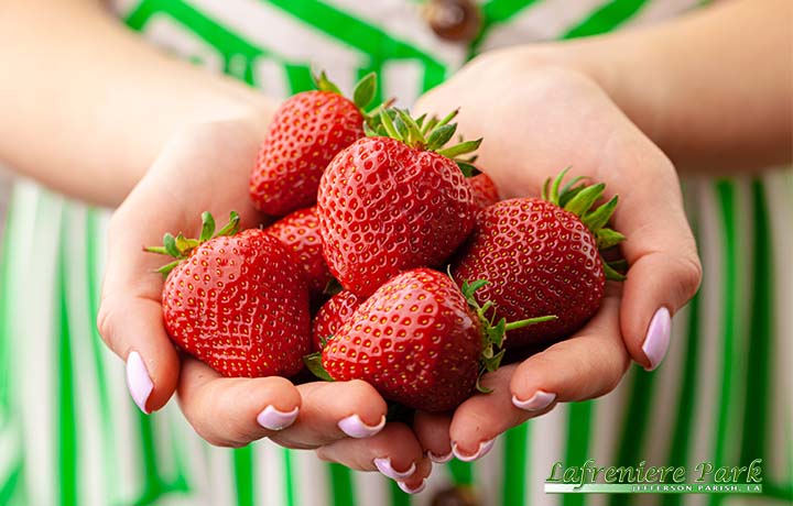 Lafreniere Park Farmers Market